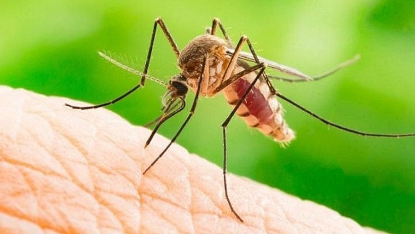 Sakarya'da Asya Kaplan sivrisinek paniği