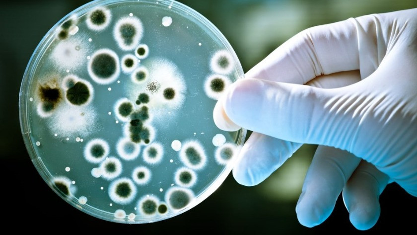 Çin’de bir salgın daha başladı: Brusella bakterisi