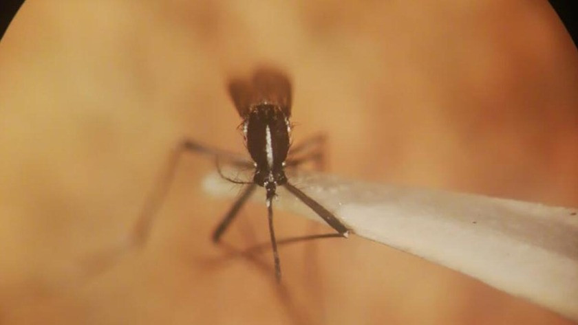 İstanbul’da ‘Asya Kaplan Sivrisineği’ paniği…