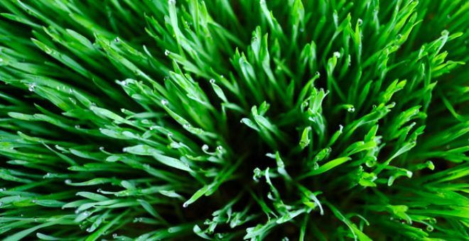 Bağışıklığı güçlendiren mucize yeşil besin : Arpa çimi'nin faydaları ve özellikleri neler? - Sayfa 1
