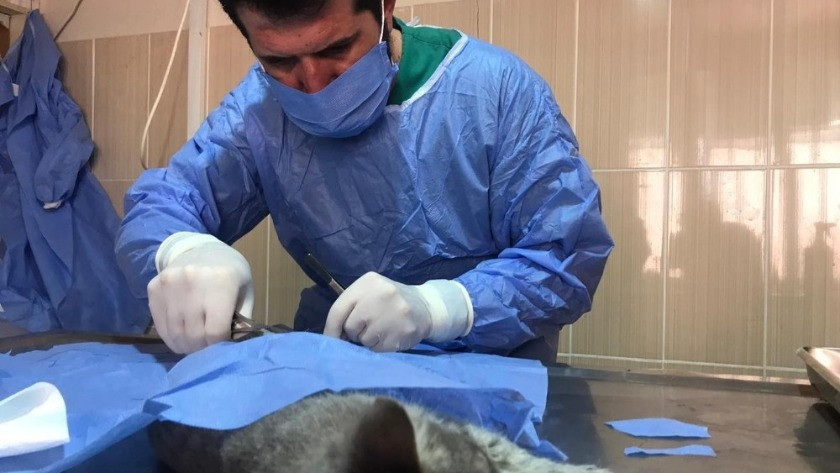 Adıyaman'da hasta kedi tedavi edildi