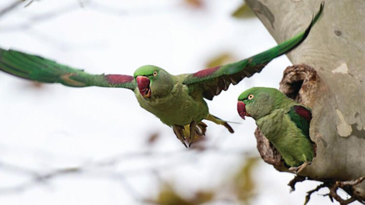 İstanbul'da Yeşil papağan istilası! 400-500 tanesi bir arada uçuyor... - Sayfa 1