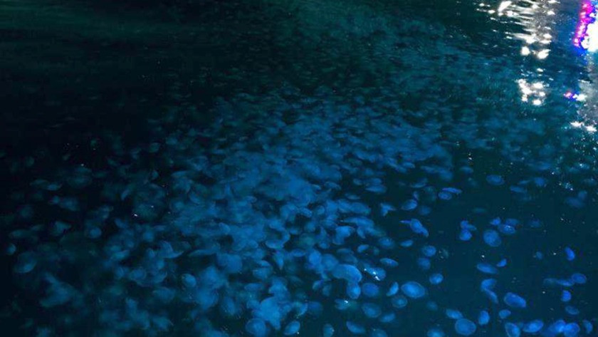 Tekirdağ'da denizanası istilası