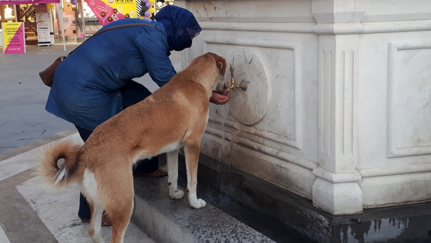 Susayan sokak köpeğine elleriyle su içiren kadın yürekleri ısıttı!
