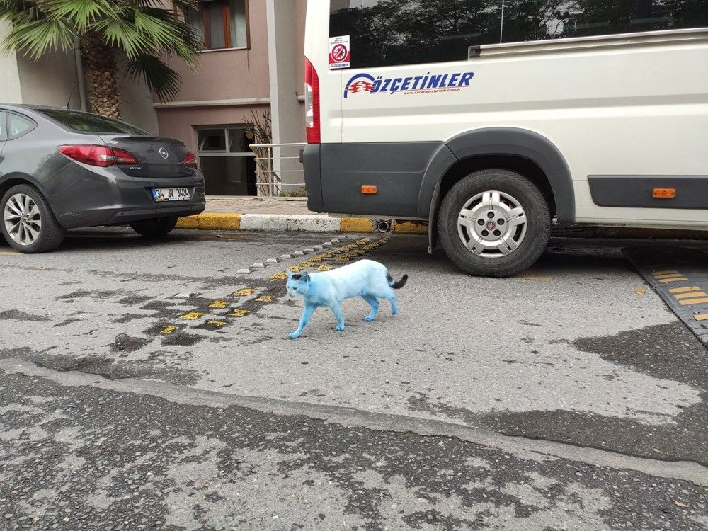 İstanbul'da mavi kediler görenleri şaşırttı! - Sayfa 1
