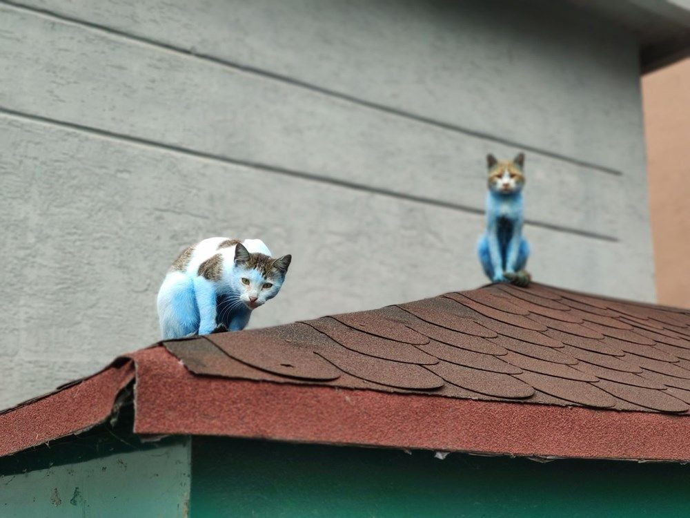 İstanbul'da mavi kediler görenleri şaşırttı! - Sayfa 3