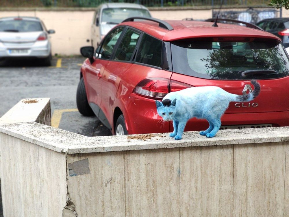 İstanbul'da mavi kediler görenleri şaşırttı! - Sayfa 4