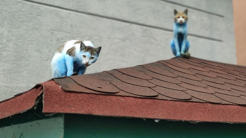 İstanbul'da mavi kediler görenleri şaşırttı!