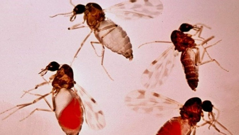 Aşısı bile yok! Türkiye'de kör eden sinek tehlikesi!