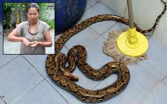 Klozete oturan kadın bir anda hayatının şokunu yaşadı! 2 metrelik yılan ısırdı - Sayfa 1