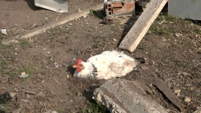 Bursa'da vahşet! Yumurtasını çalan yavru köpeği pompalı tüfekle vurarak öldürdü - Sayfa 3