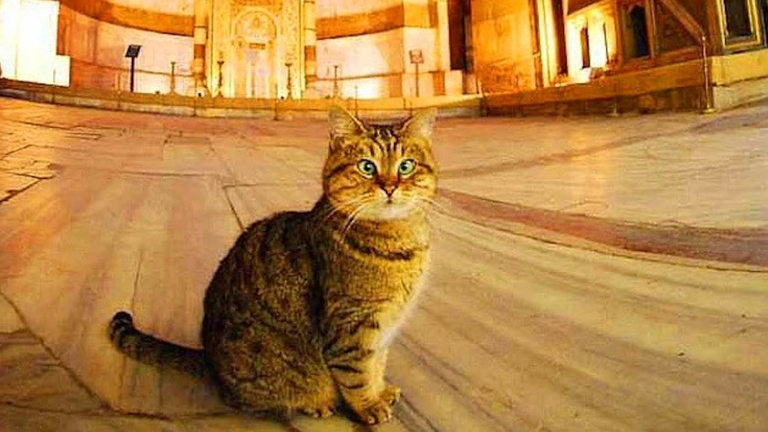 Ali Yerlikaya duyurdu! Ayasofya'nın kedisi Gli yaşamını yitirdi