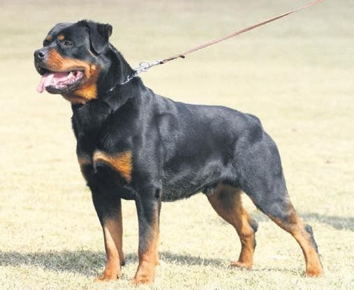 Ünlü oyuncu Hazal Erişkin köpek saldırısına uğradı! Yüzü parçalandı... - Sayfa 3