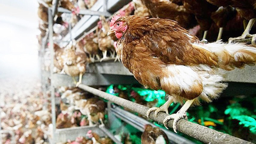 50 bin ton tavuk ayağının hepsine Çin talip