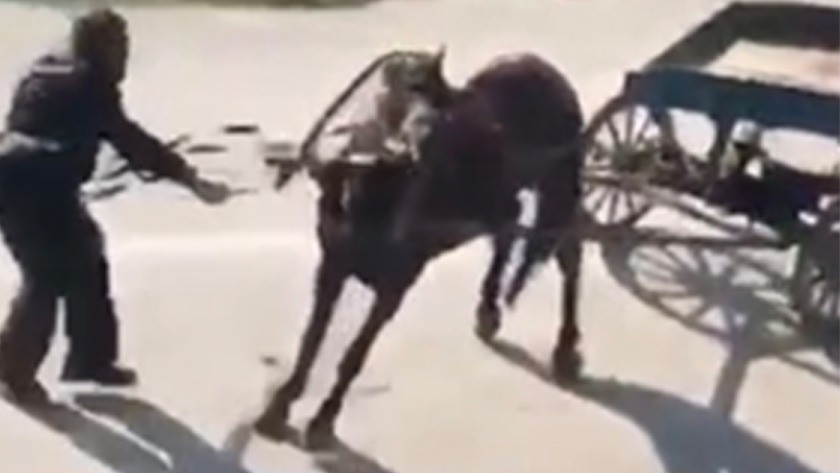 İnsafsız adam yükü çekmeyen atı böyle kırbaçladı! video izle