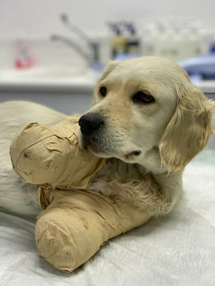 Patileri kesilen Pamuk adlı yavru köpekten güzel haber geldi - Sayfa 3