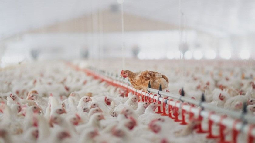 Dünyada bir ilk! Hayvan öldürülmeden üretilen etin satışı onaylandı