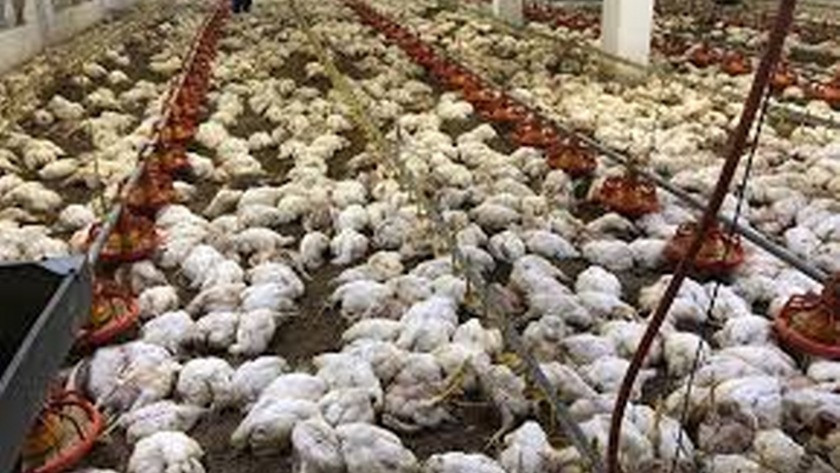 Havalandırma arızası nedeniyle 20 bin tavuk öldü