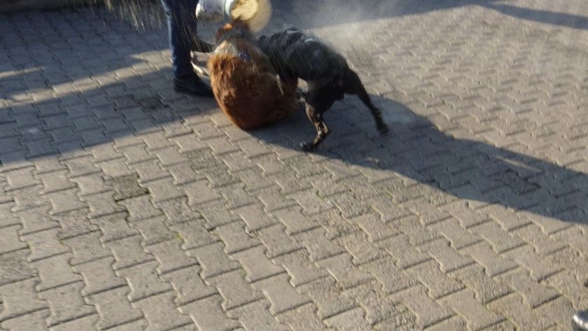 Zonguldak'ta pitbull dehşeti! Boğarak öldürdü, polisin biber gazı da..