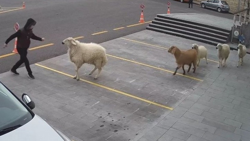 Nevşehir Belediyesini basan koyun, keçi ve üç kuzu dünya basınında