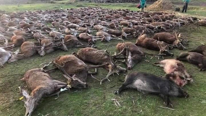 Portekiz'de hayvan katliamı: 540 yabani hayvan iki günde öldürüldü