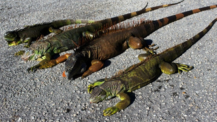 ABD'nin Florida eyaletinde gökten iguana yağıyor