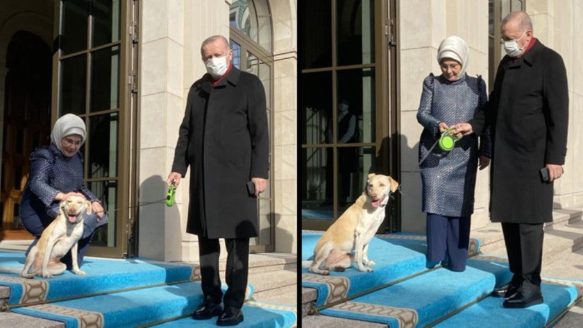 Erdoğan'ı mesaiye Emine Erdoğan ve baktığı 'Leblebi' uğurladı