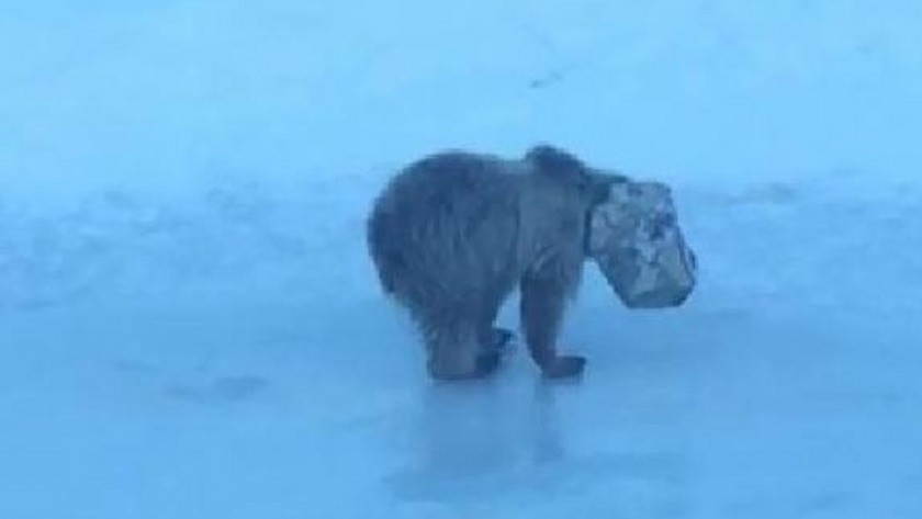 Başı teneke kutuya sıkışan yavru ayıyı, karla mücadele ekipleri kurtardı  