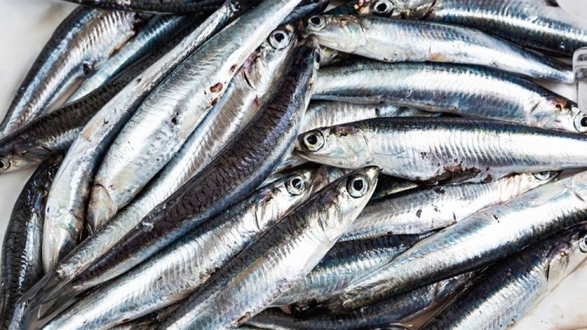 Ticari amaçlı hamsi avı 10 gün süreyle yasaklandı