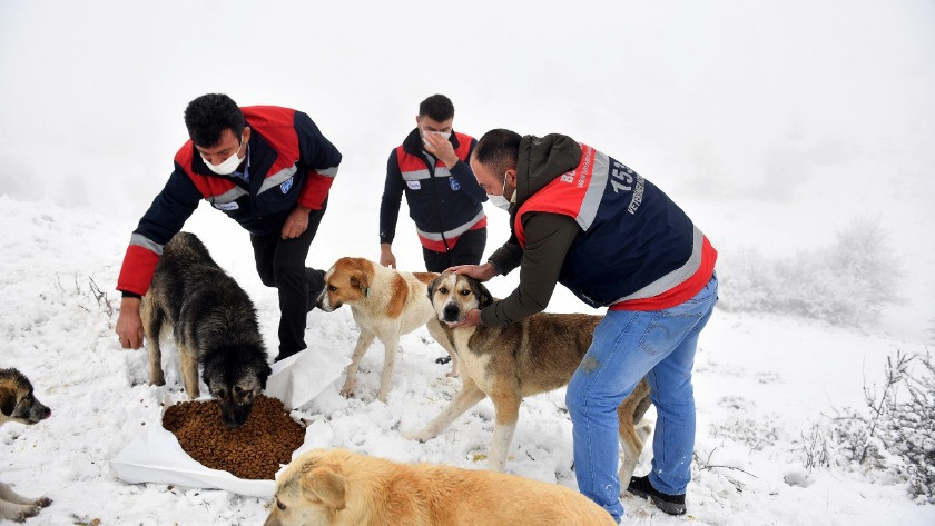 Ankara Büyükşehir Belediyesi kar yağınca sokak hayvanlarını unutmadı!