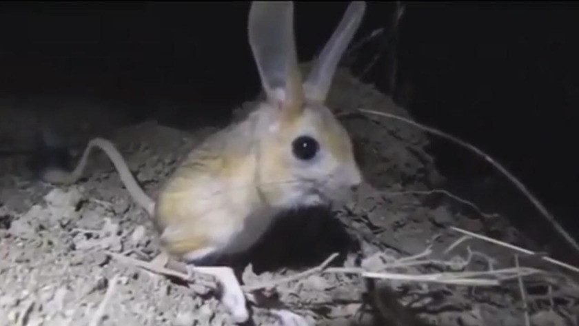Pikachu sandıkları hayvan Arap tavşanı çıktı