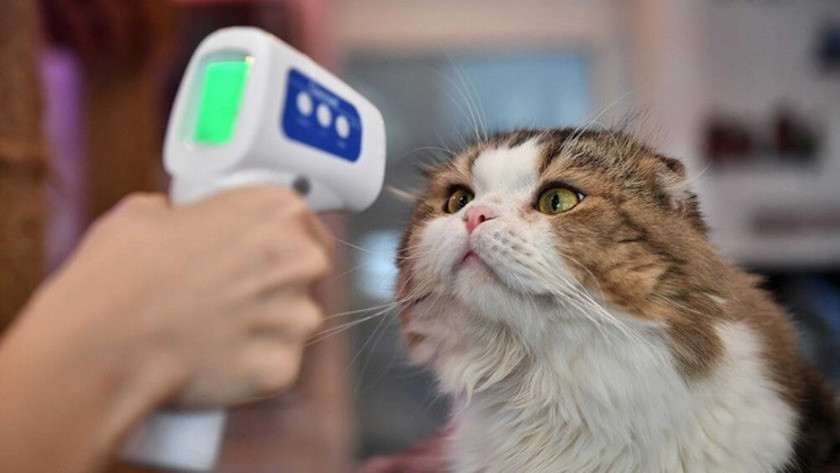 Evcil hayvanlara da koronavirüs aşısı gerekebilir