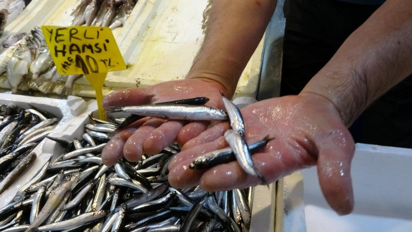 İstanbul Boğazı ve Karadeniz'deki hamsi avı yasağı uzatıldı