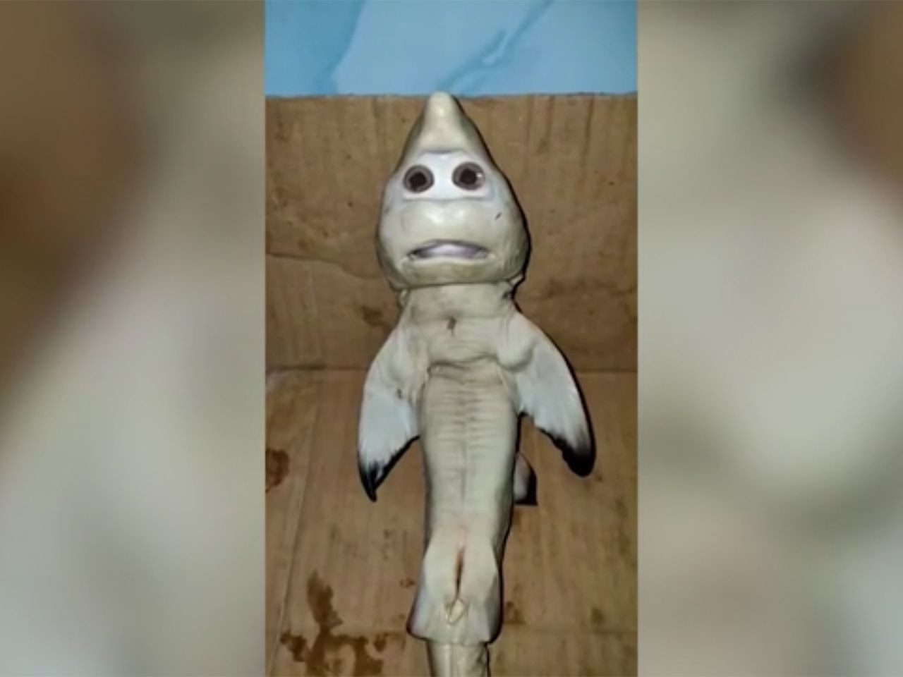 Mutasyon geçirmiş olan insan yüzlü yavru köpek balığı görenleri şok etti! video izle - Sayfa 1