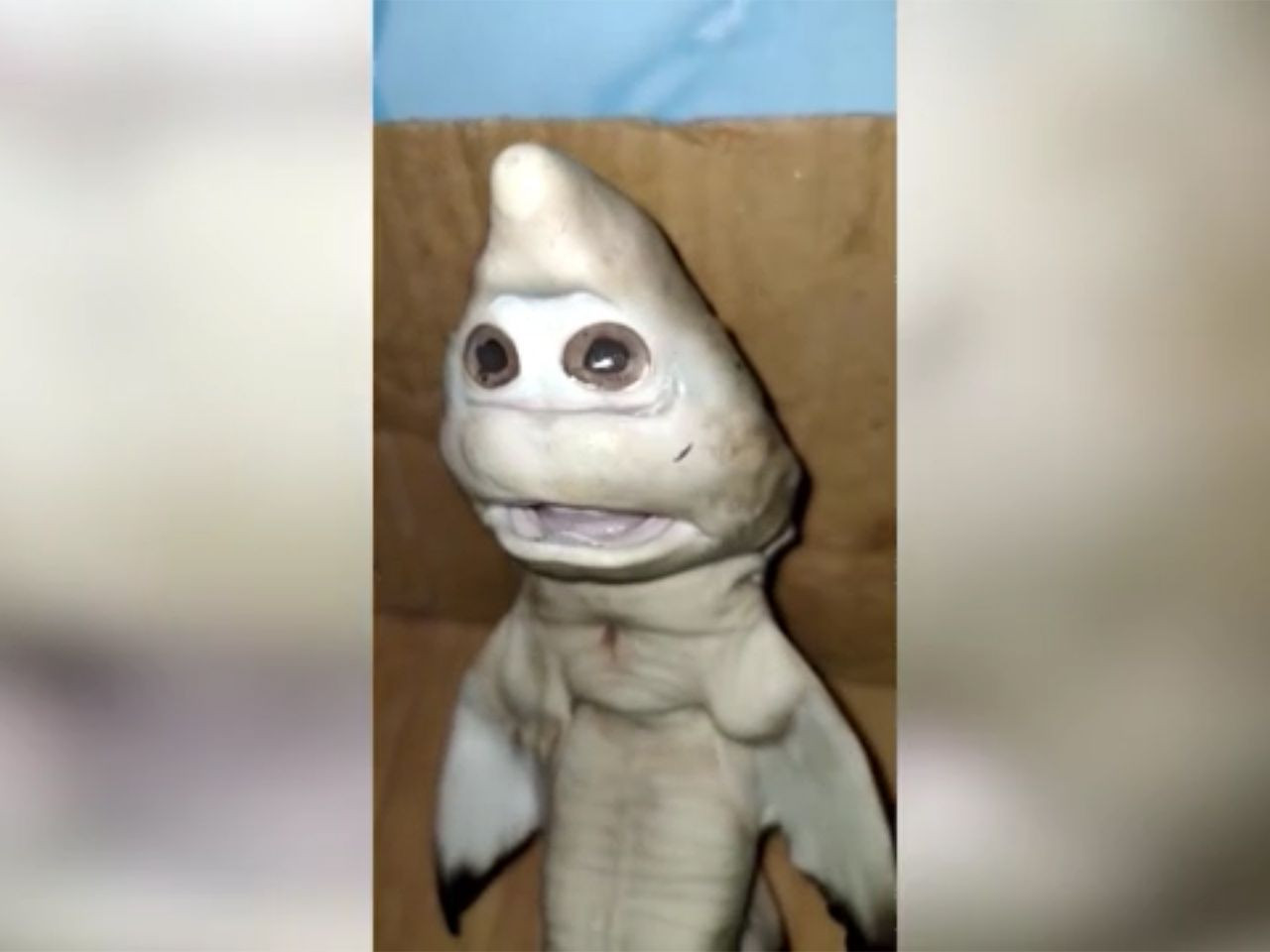 Mutasyon geçirmiş olan insan yüzlü yavru köpek balığı görenleri şok etti! video izle - Sayfa 3