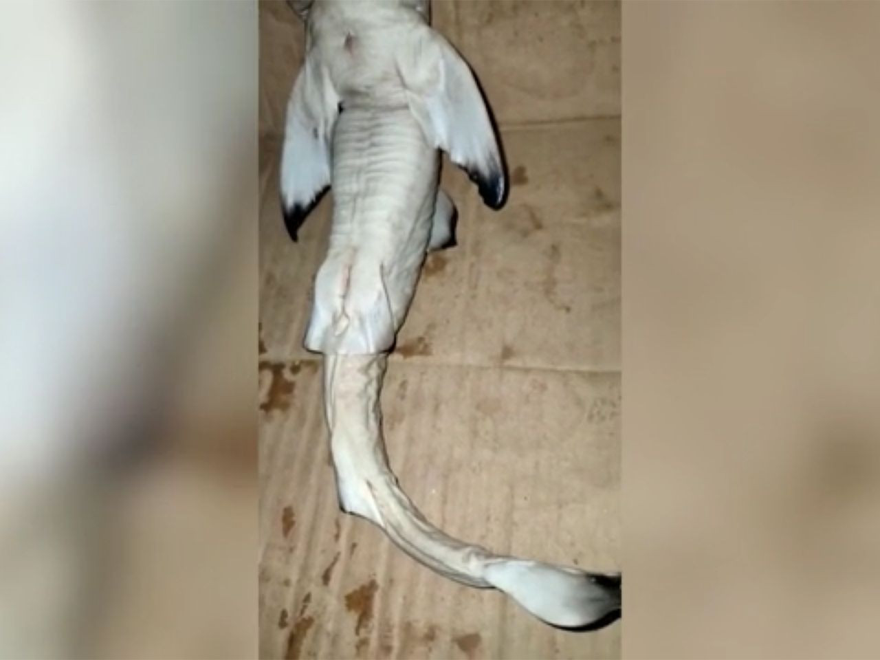 Mutasyon geçirmiş olan insan yüzlü yavru köpek balığı görenleri şok etti! video izle - Sayfa 4