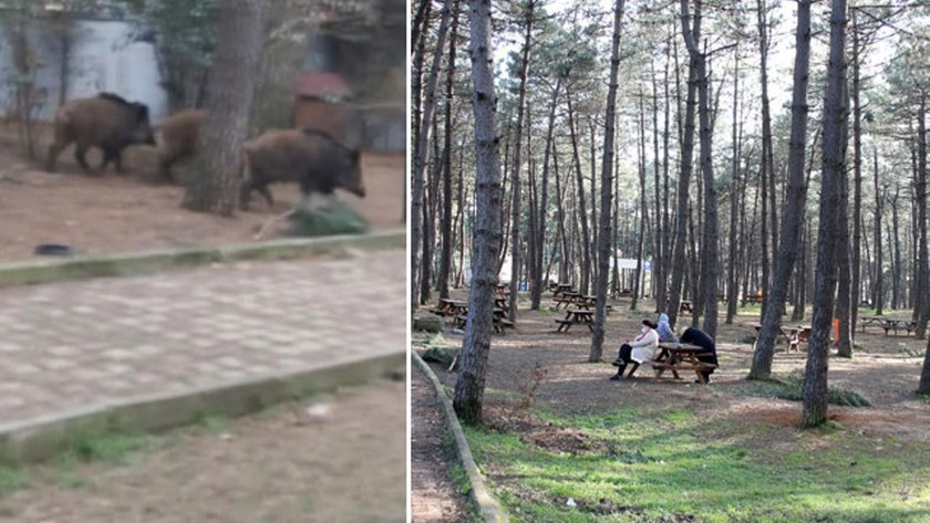 İstanbul Sarıyer'de domuzlar piknik alanına indi