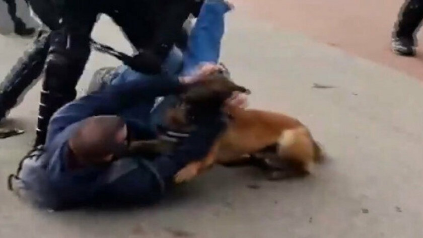 Hollanda'da polisler göstericilerin üzerine köpek saldı