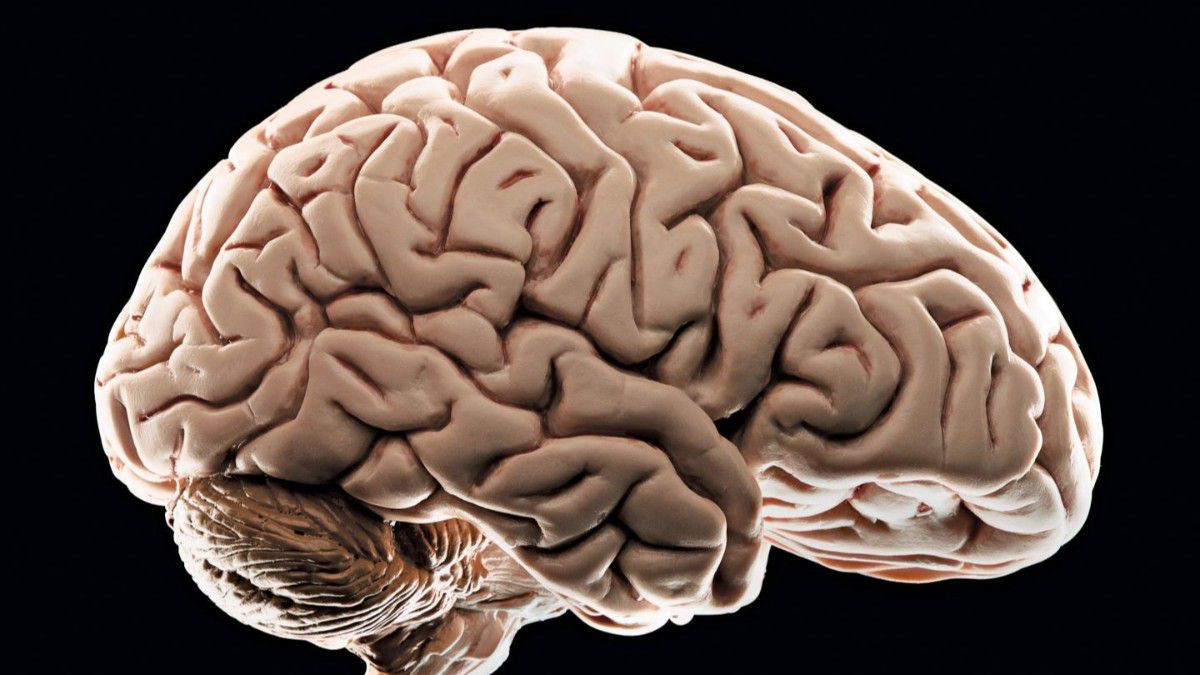 Nöroloji Uzmanı anlattı: Beyin hakkında doğru bilinen 15 yanlış! - Sayfa 4