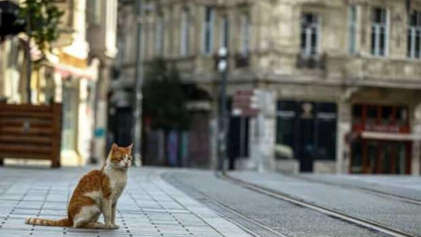 Bilim Kurulu toplantısı başladı! Sokağa çıkma yasağı geri mi geliyor?