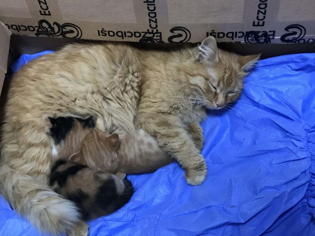 Anne kedi yavrularını doktora getirdi - Sayfa 1
