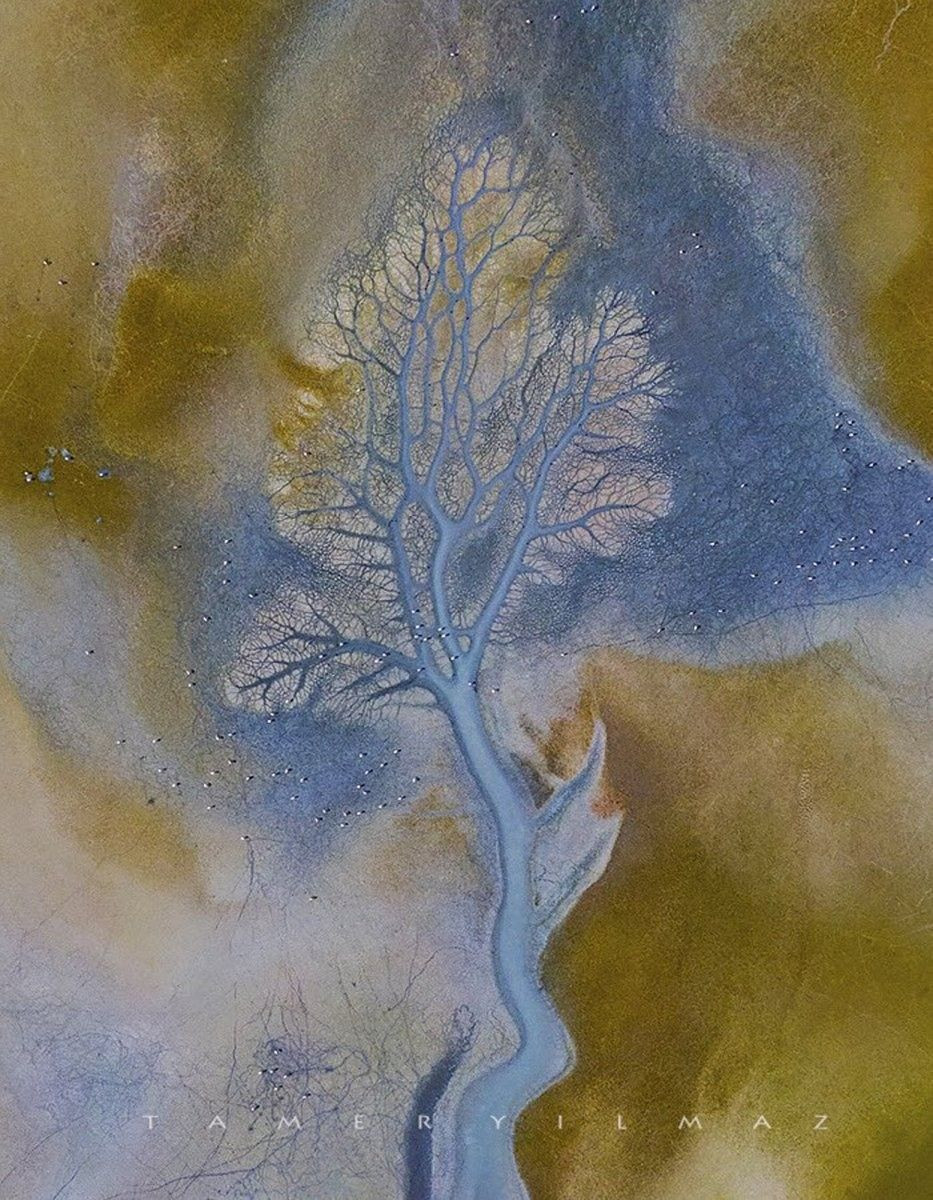 Su kaynakları azalan Yarışlı Gölünde ağaç dalları görüntüsü ile görsel şölen! video - Sayfa 1