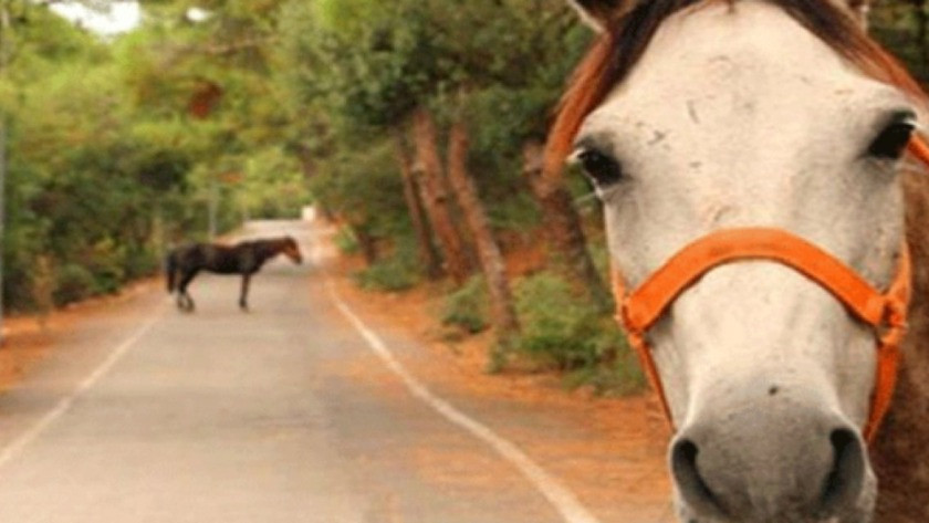 İBB'nin hibe ettiği atlar kaybolmuştu! MHP'de kayıp atlar istifası