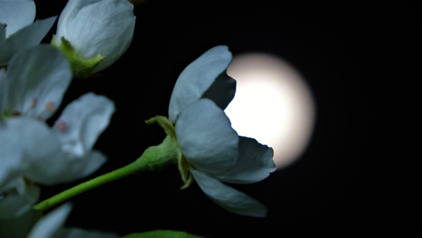 Van’da yılın ilk ‘Süper Ay’ı gökyüzünde görsel şölen oluşturdu!