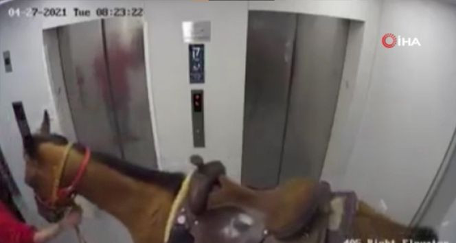Akıl almaz olay! Arkadaşını ziyarete giden adam atını da asansörle yukarı çıkarmaya çalıştı! video - Sayfa 1