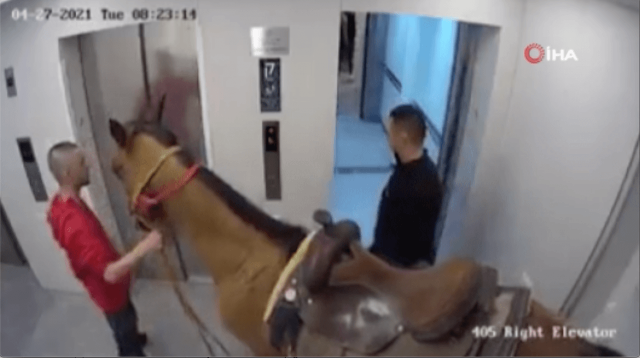 Akıl almaz olay! Arkadaşını ziyarete giden adam atını da asansörle yukarı çıkarmaya çalıştı! video - Sayfa 2
