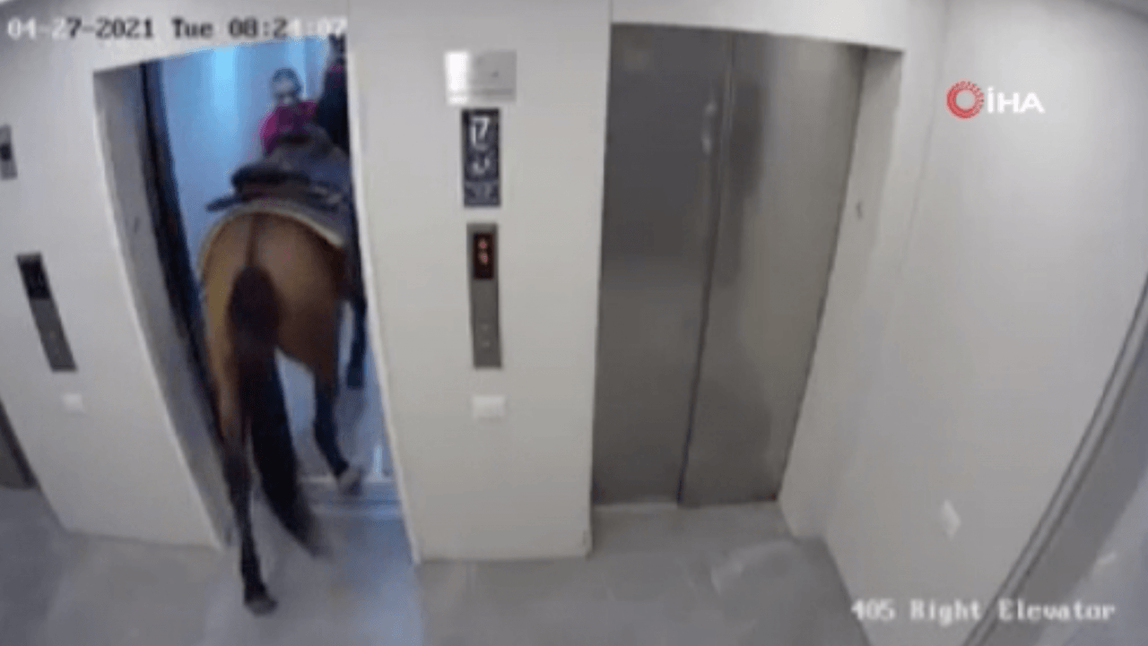 Akıl almaz olay! Arkadaşını ziyarete giden adam atını da asansörle yukarı çıkarmaya çalıştı! video - Sayfa 4