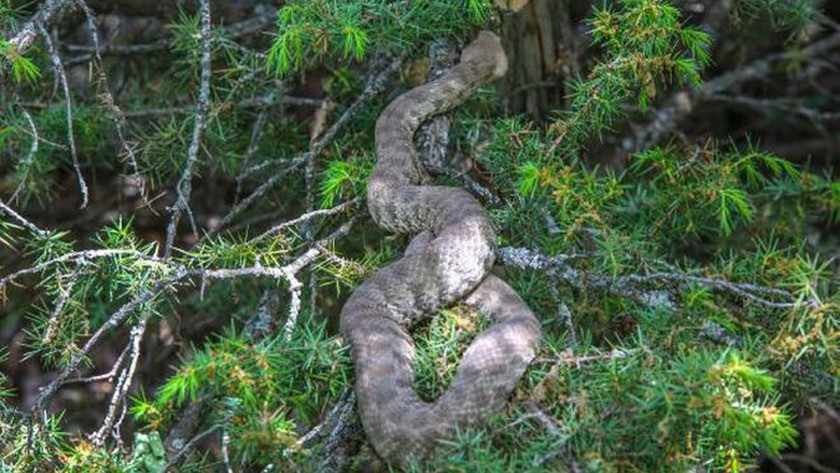 Koca engerek yılanı, Tunceli'de köyde görüldü