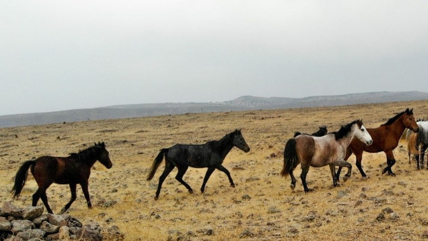 İBB'nin atları Kuzey Irak'a götürüldü iddiası