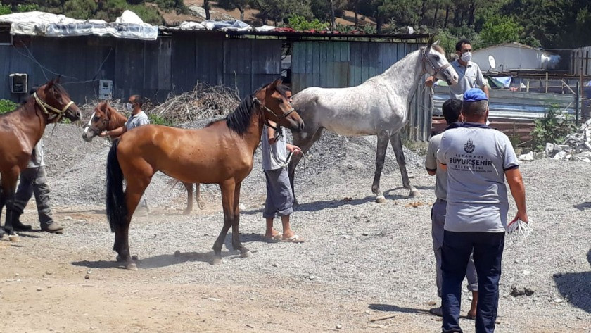 İBB'den kayıp atlarla ilgili açıklama